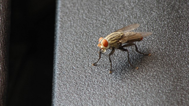 house fly