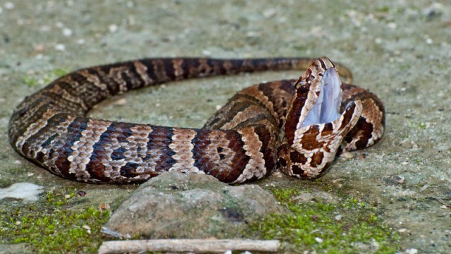 cottonmouth snake