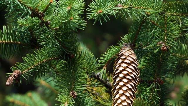 pine cone on a pine tree