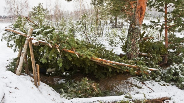 pine tree shelter