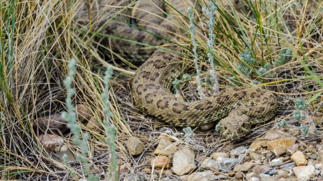 prairie rattlesnake