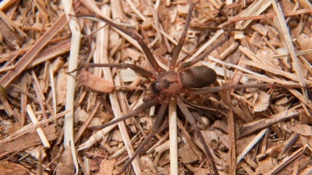 brown recluse spider