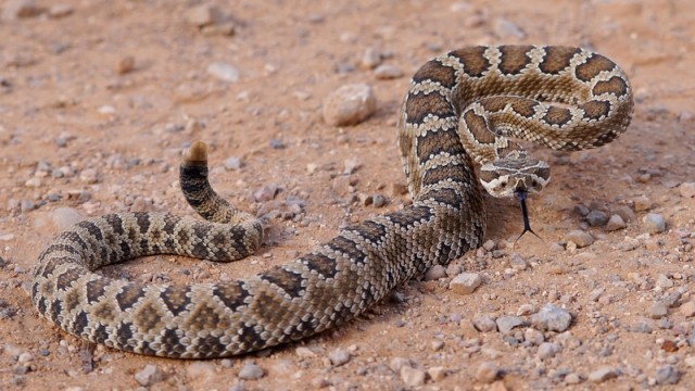 rattlesnake