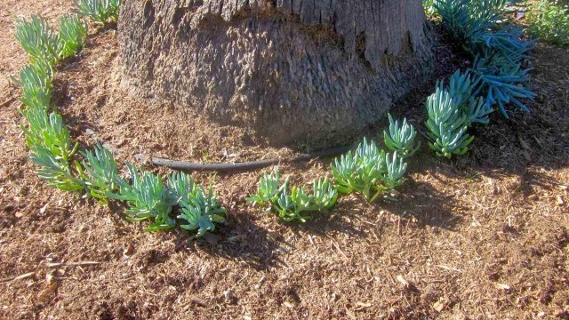 hose around tree