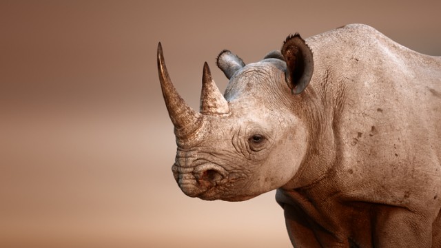 Rhino