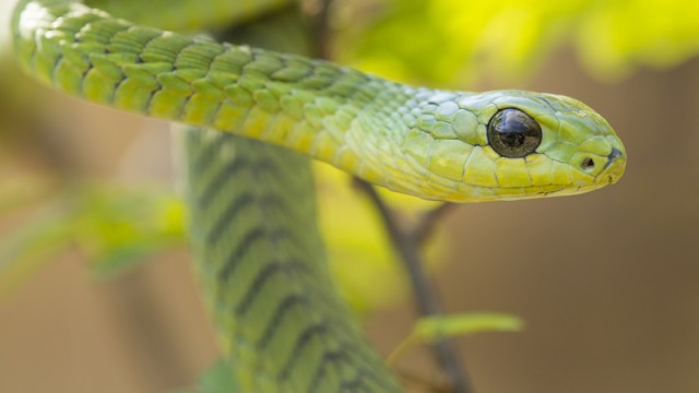 boomslang