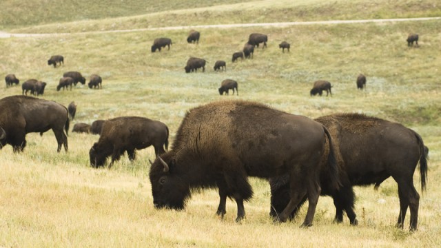 buffalo herd