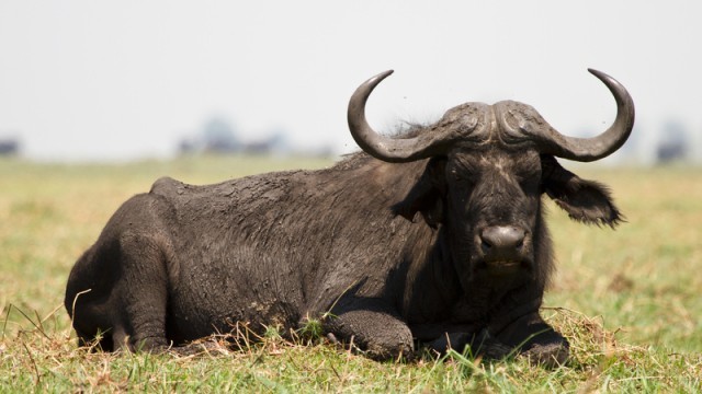 cape buffalo