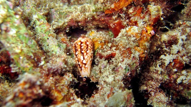 cone snail