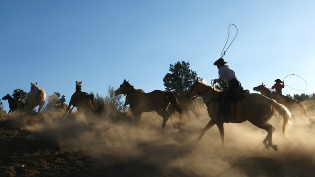 cowboy and horses