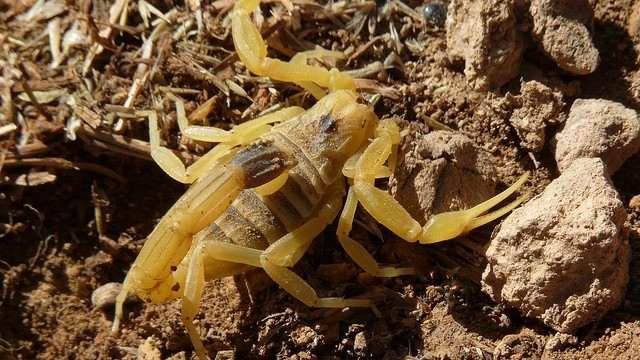 deathstalker scorpion