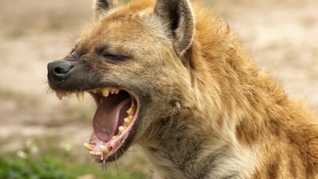 hyena