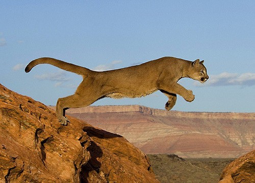 leaping mountain lion