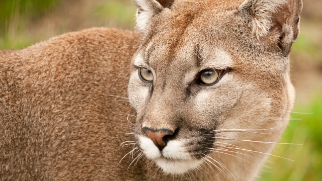 mountain lion cougar