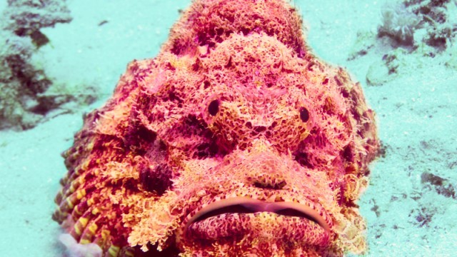 stonefish