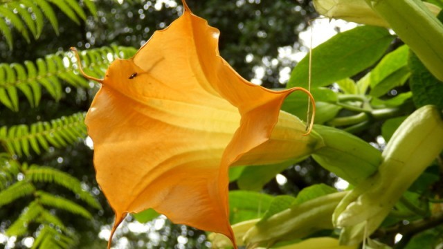 Angels Trumpet plant