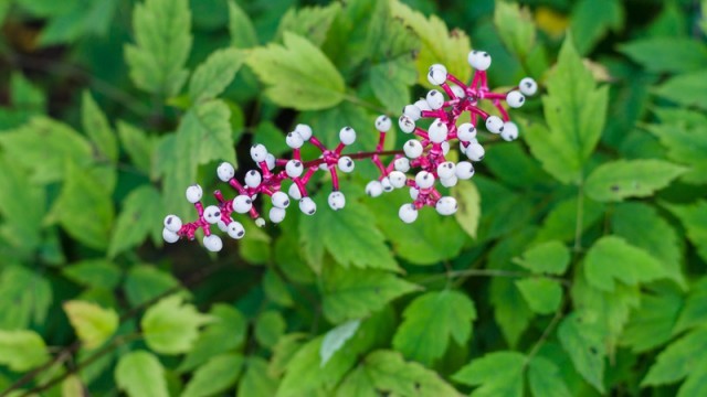 Dolls Eyes Plant