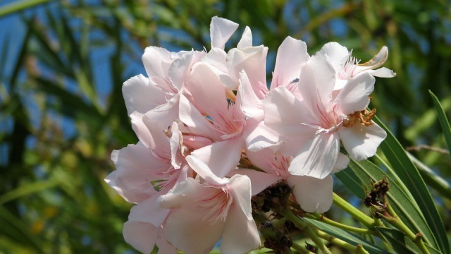 Oleander plant