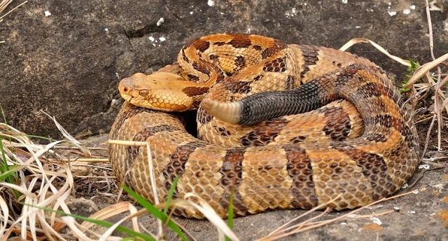 Timber rattlesnake