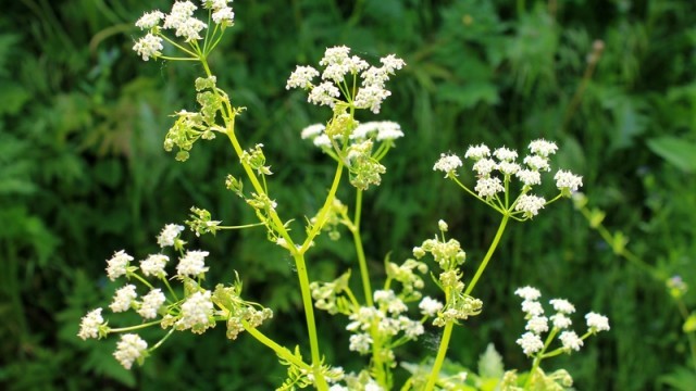 Water Hemlock