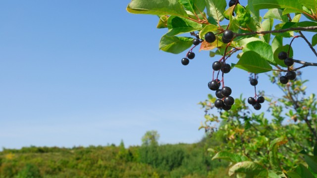 chokecherry plant