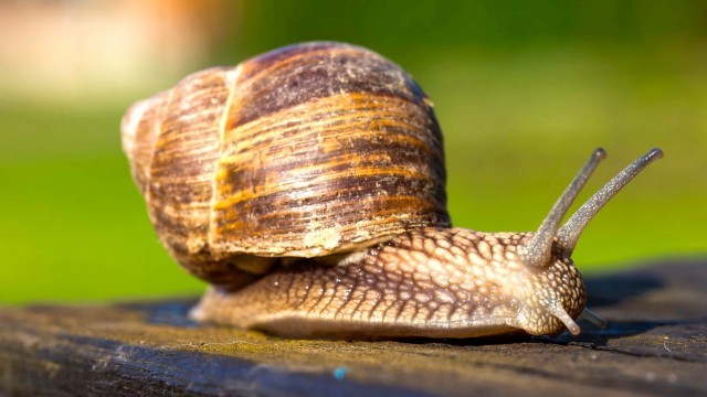 cone snail