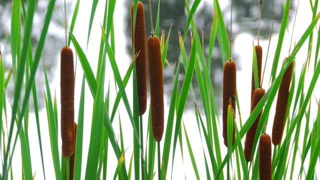 cattails