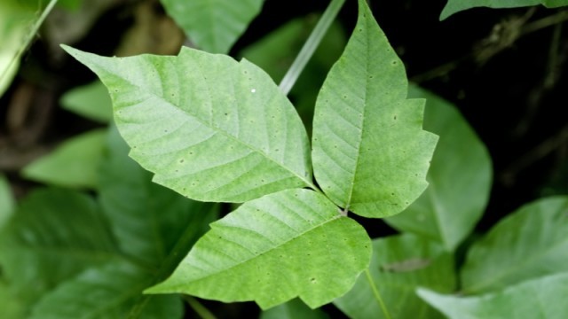 poison oak