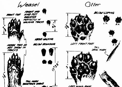 weasels tracks