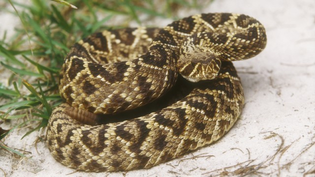 Eastern Diamondback Rattlesnake