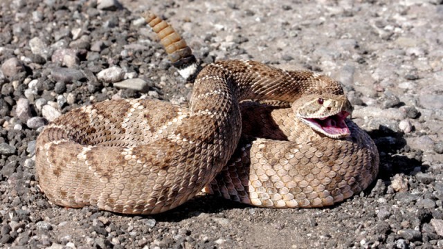 western diamondback rattlesnake