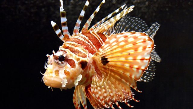 lion-fish