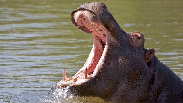 hippo