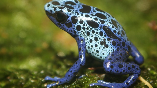 poison dart frog