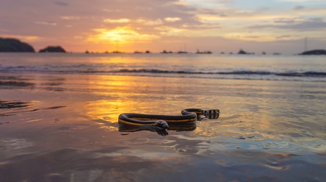 yellow bellied sea snake