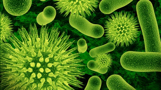 bacteria-in-the-body