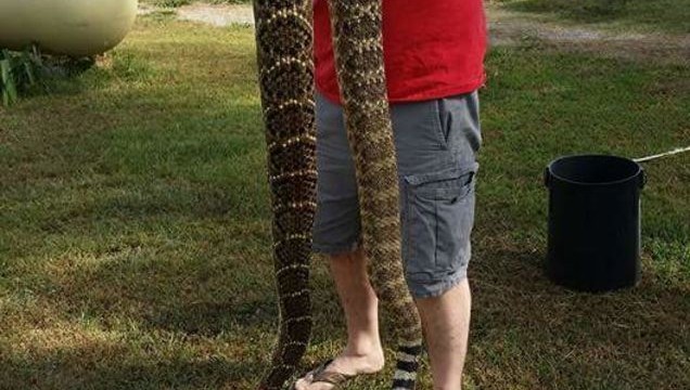biggest rattlesnake held by man