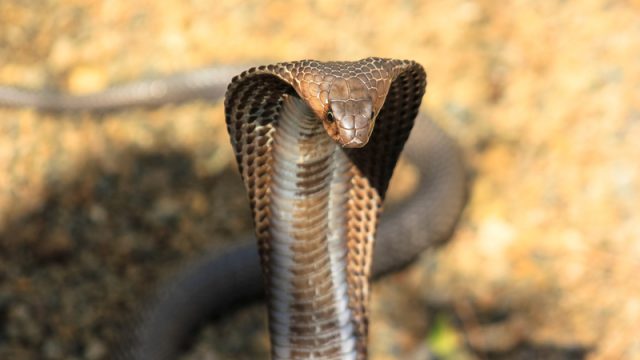 cobra-in-india