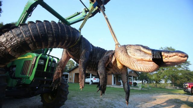 largest-alligator