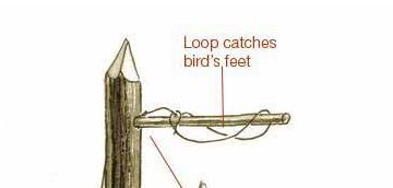 loop catches bird