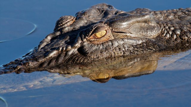 saltwater-crocodile