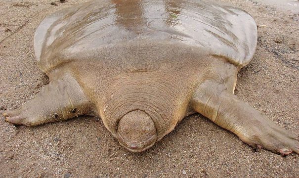 cantors giant soft shelled turtle