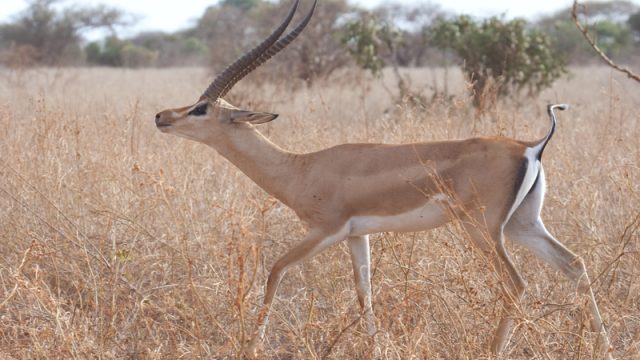 gerenuk