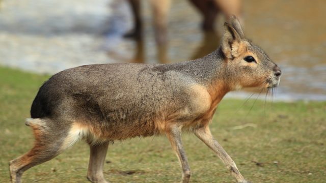 patagonian-mara