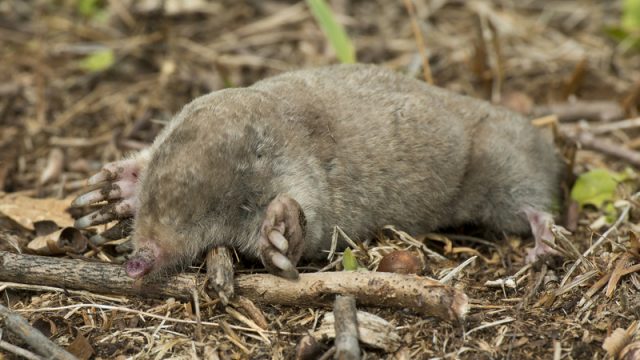 star-nosed-mole