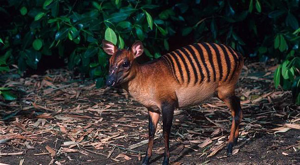 zebra duiker
