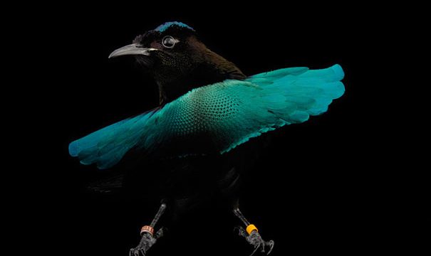 bird of paradise