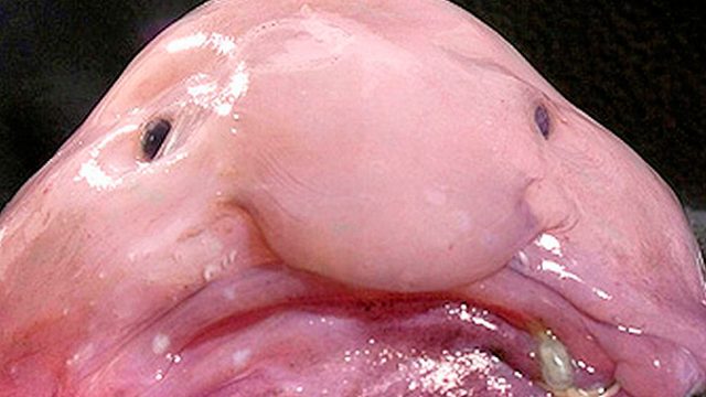 blob-fish