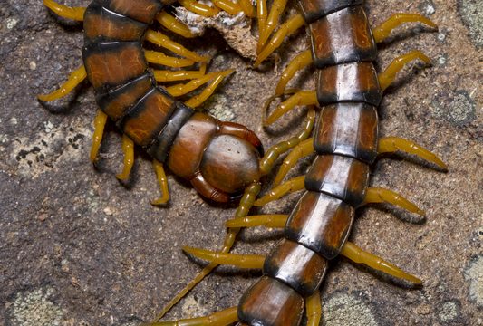 centipede