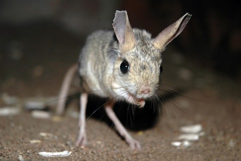 jerboa